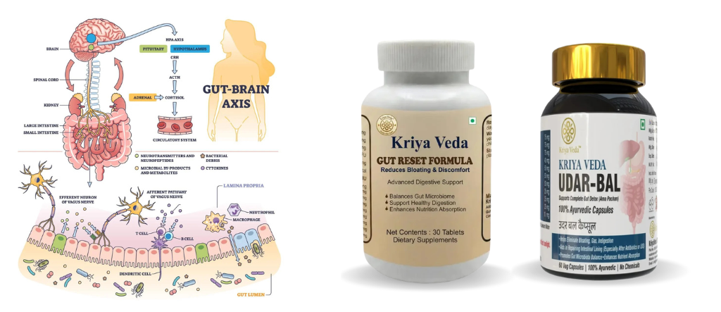 Gut Health Shapes Brain Health